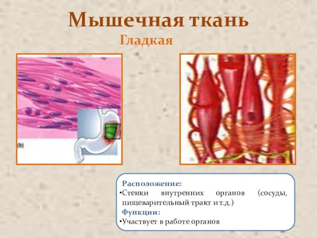 Мышечная ткань Расположение: Стенки внутренних органов (сосуды, пищеварительный тракт и т.д.) Функции: Участвует