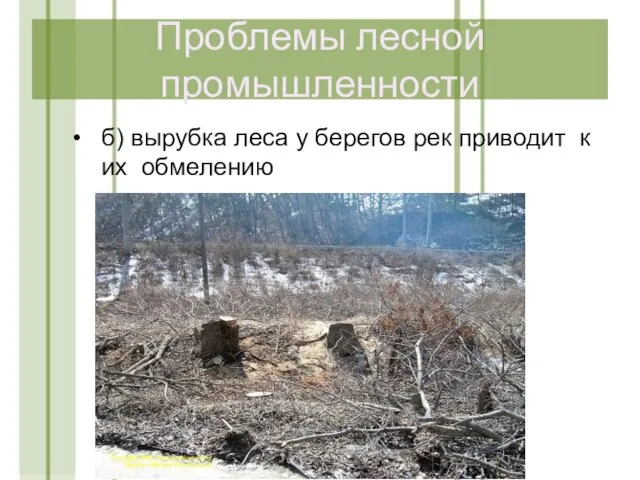 Проблемы лесной промышленности б) вырубка леса у берегов рек приводит к их обмелению