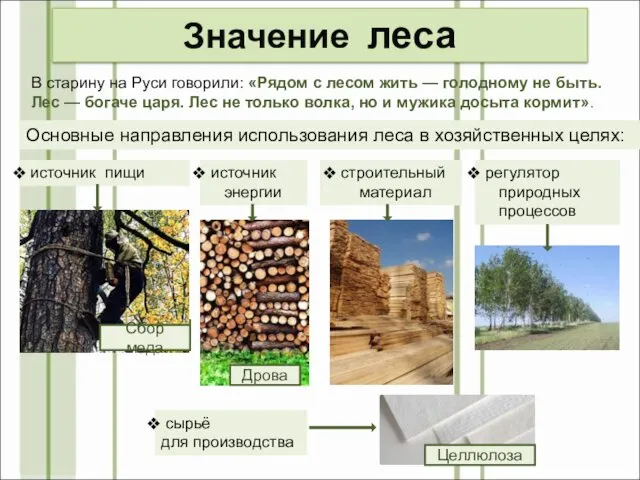 Значение леса В старину на Руси говорили: «Рядом с лесом