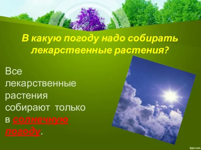 В какую погоду надо собирать лекарственные растения? Все лекарственные растения собирают только в солнечную погоду.