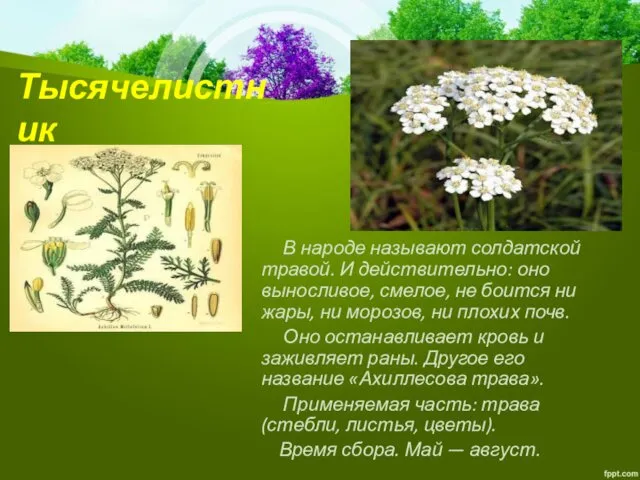 Тысячелистник В народе называют солдатской травой. И действительно: оно выносливое,