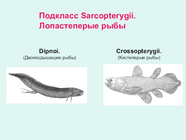 Подкласс Sarcopterygii. Лопастеперые рыбы Dipnoi. (Двоякодышащие рыбы) Crossopterygii. (Кистеперые рыбы)