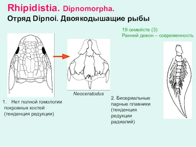 Rhipidistia. Dipnomorpha. Отряд Dipnoi. Двоякодышащие рыбы Нет полной гомологии покровных