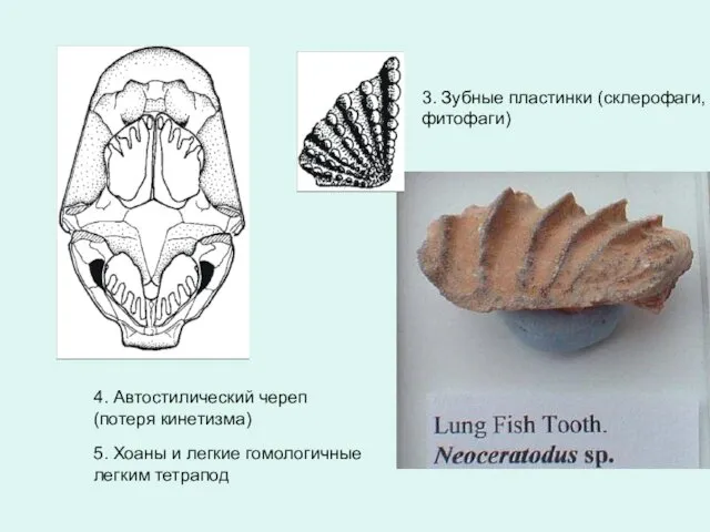 3. Зубные пластинки (склерофаги, фитофаги) 4. Автостилический череп (потеря кинетизма)