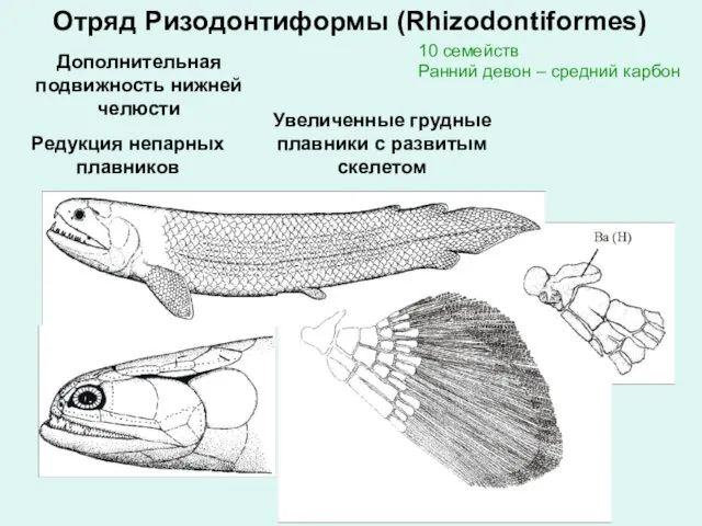 Отряд Ризодонтиформы (Rhizodontiformes) 10 семейств Ранний девон – средний карбон