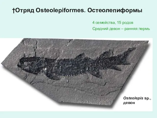 Osteolepis sp., девон 4 семейства, 15 родов Средний девон – ранняя пермь †Отряд Osteolepiformes. Остеолепиформы