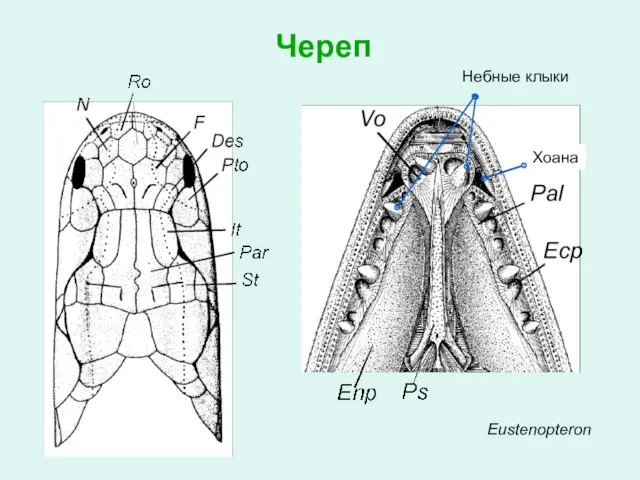 Eustenopteron Череп Небные клыки Хоана