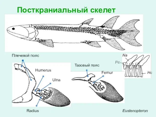 Eustenopteron Humerus Radius Ulna Femur Тазовый пояс Плечевой пояс Посткраниальный скелет