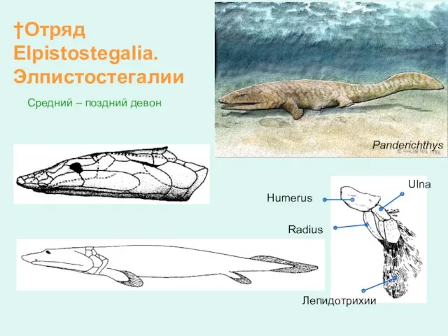 †Отряд Elpistostegalia. Элпистостегалии Panderichthys Humerus Radius Ulna Средний – поздний девон Лепидотрихии