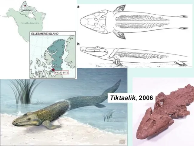 Tiktaalik, 2006