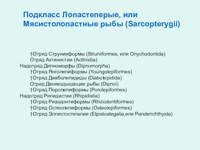 Подкласс Лопастеперые, или Мясистолопастные рыбы (Sarcopterygii) †Отряд Струнииформы (Struniiformes, или