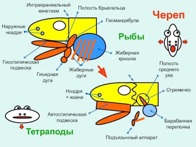 Наружные ноздри Ноздря + хоана Интракраниальный кинетизм Автостилическая подвеска Гиостилическая