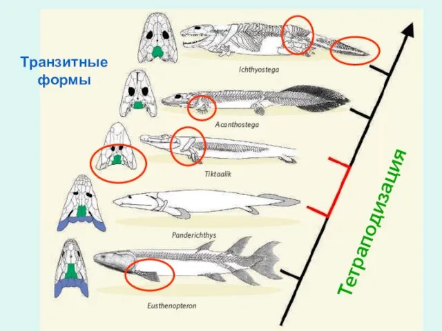 Тетраподизация Транзитные формы
