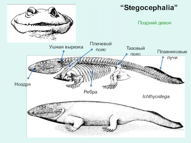 “Stegocephalia” Ichthyostega Ноздря Ушная вырезка Плечевой пояс Тазовый пояс Плавниковые лучи Ребра Поздний девон