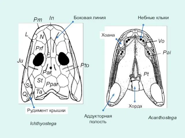 Ichthyostega Acanthostega Боковая линия Рудимент крышки Хоана Небные клыки Аддукторная полость Хорда