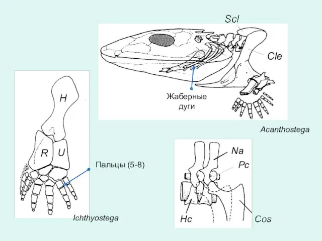 Ichthyostega Acanthostega Жаберные дуги Пальцы (5-8)