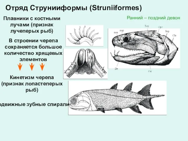 Отряд Струнииформы (Struniiformes) Ранний – поздний девон Подвижные зубные спирали