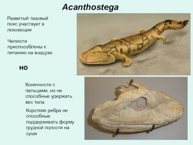 Acanthostega Конечности с пальцами, но не способные удержать вес тела