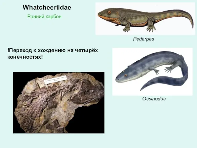 Whatcheeriidae Ранний карбон !Переход к хождению на четырёх конечностях! Pederpes Ossinodus