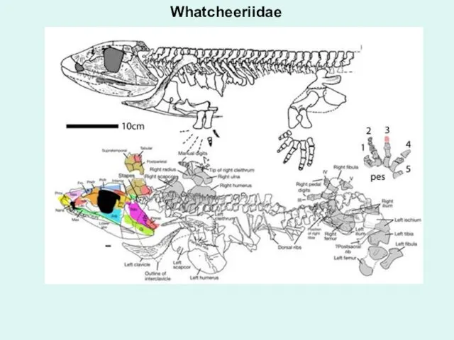 Whatcheeriidae