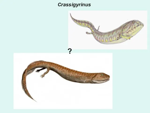 Crassigyrinus ?