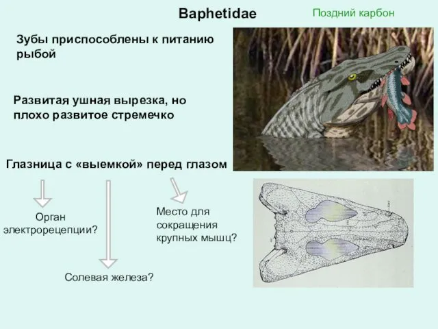 Baphetidae Зубы приспособлены к питанию рыбой Поздний карбон Глазница с