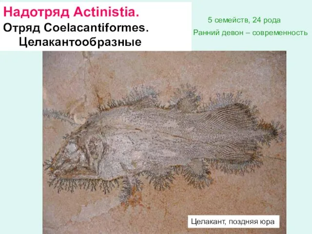 Надотряд Actinistia. Отряд Coelacantiformes. Целакантообразные Целакант, поздняя юра 5 семейств, 24 рода Ранний девон – современность