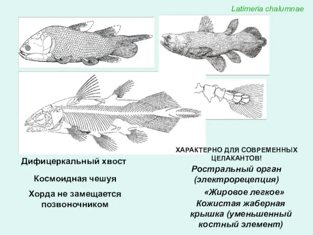 Latimeria chalumnae Дифицеркальный хвост Космоидная чешуя Хорда не замещается позвоночником