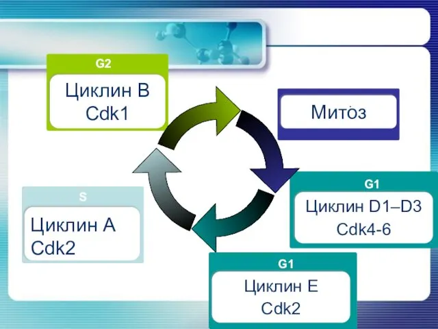 S Циклин А Cdk2 Циклин В Cdk1 G2 Циклин D1–D3