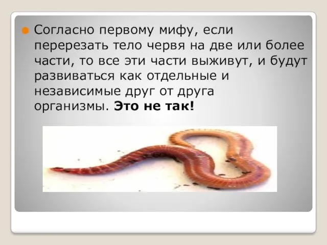 Согласно первому мифу, если перерезать тело червя на две или