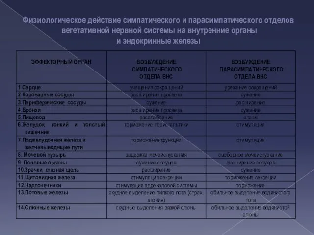 Физиологическое действие симпатического и парасимпатического отделов вегетативной нервной системы на внутренние органы и эндокринные железы