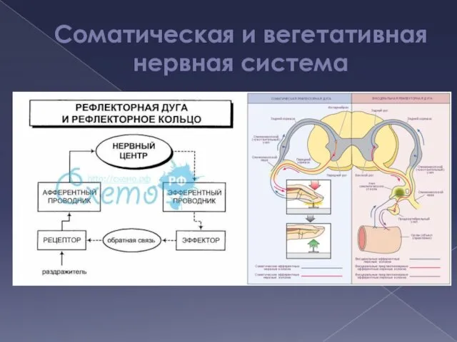 Соматическая и вегетативная нервная система