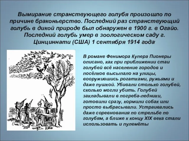 Вымирание странствующего голубя произошло по причине браконьерство. Последний раз странствующий