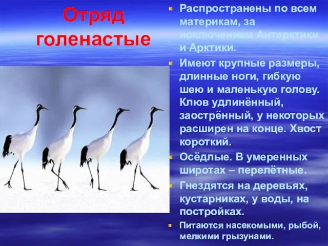 Отряд голенастые Распространены по всем материкам, за исключением Антарктики и