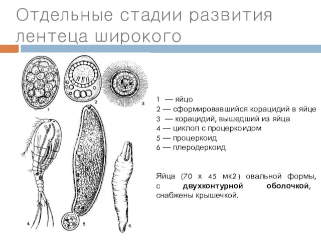 Отдельные стадии развития лентеца широкого 1 — яйцо 2 —