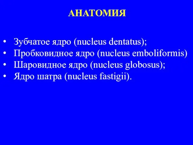 АНАТОМИЯ Зубчатое ядро (nucleus dentatus); Пробковидное ядро (nucleus emboliformis) Шаровидное