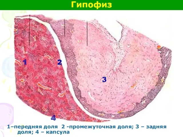 Гипофиз 1–передняя доля 2 -промежуточная доля; 3 – задняя доля;