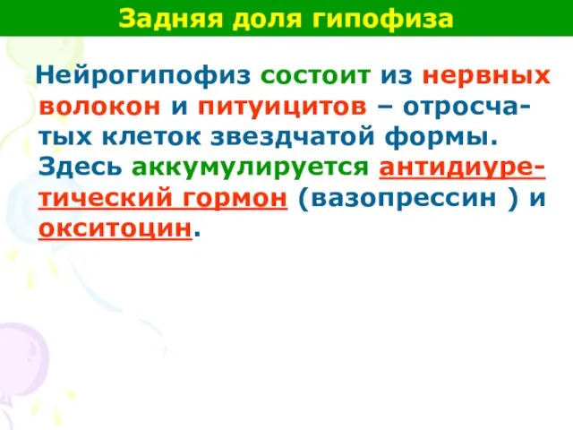 Нейрогипофиз состоит из нервных волокон и питуицитов – отросча-тых клеток