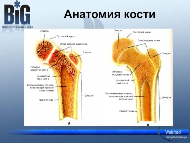 Анатомия кости