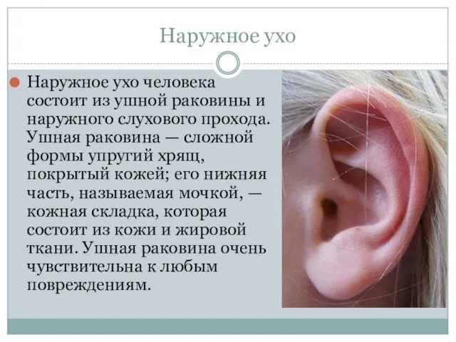 Наружное ухо Наружное ухо человека состоит из ушной раковины и наружного слухового прохода.