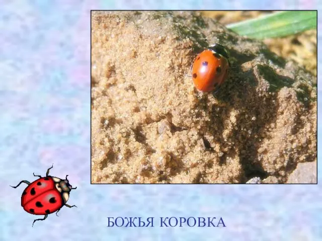 БОЖЬЯ КОРОВКА