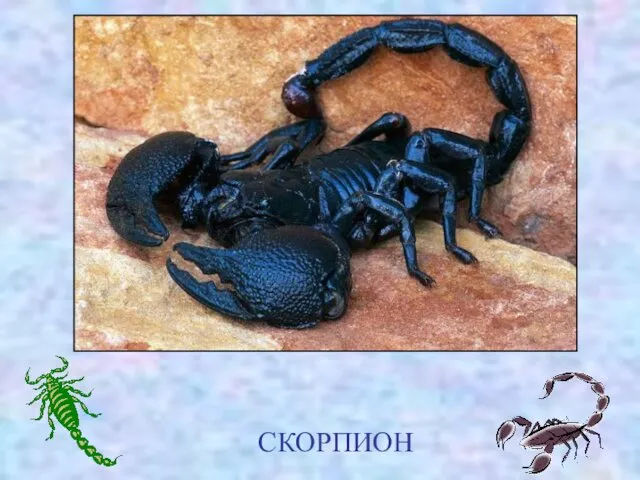 СКОРПИОН