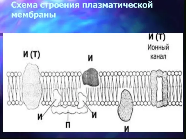 Схема строения плазматической мембраны