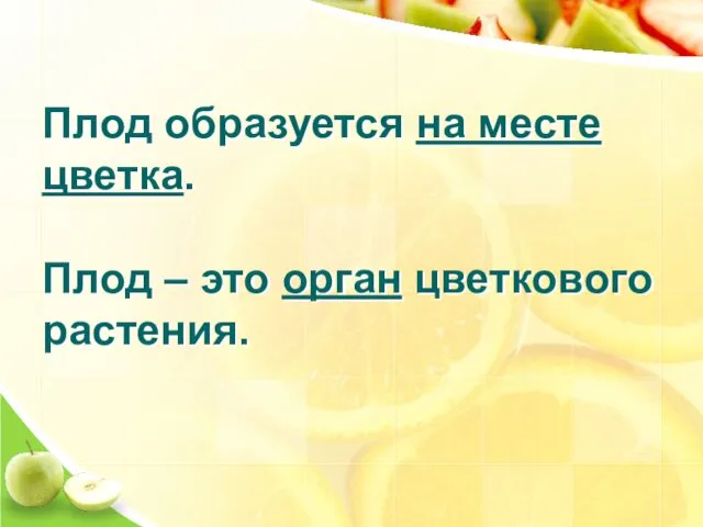 Плод образуется на месте цветка. Плод – это орган цветкового растения.