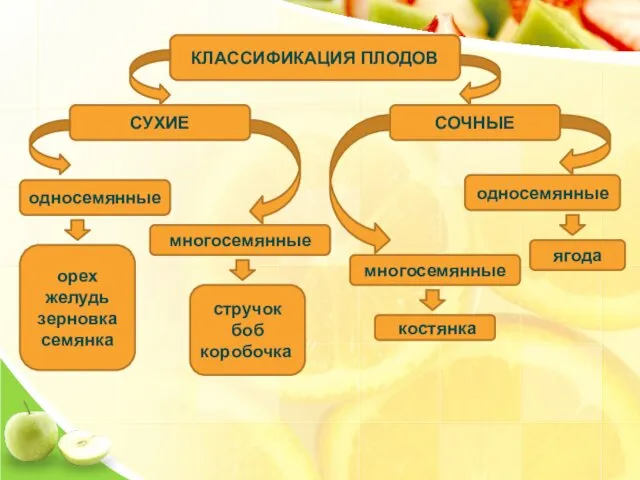 КЛАССИФИКАЦИЯ ПЛОДОВ СОЧНЫЕ СУХИЕ ягода костянка односемянные многосемянные односемянные многосемянные