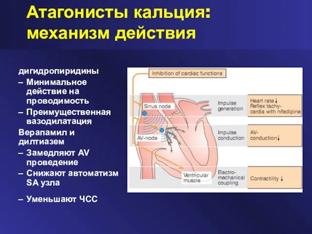 Атагонисты кальция: механизм действия дигидропиридины Минимальное действие на проводимость Преимущественная