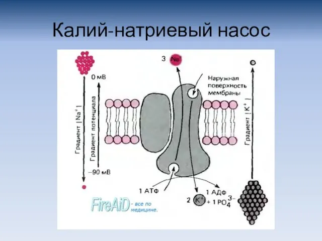 Калий-натриевый насос