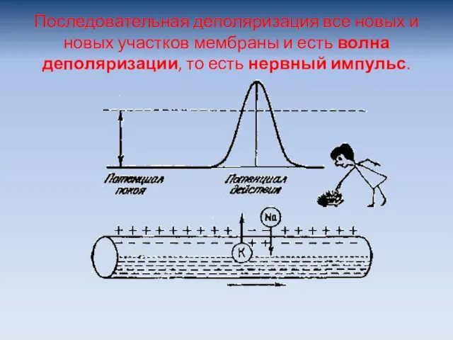 Последовательная деполяризация все новых и новых участков мембраны и есть волна деполяризации, то есть нервный импульс.