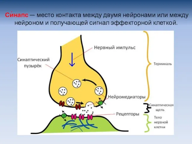 Си́напс — место контакта между двумя нейронами или между нейроном и получающей сигнал эффекторной клеткой.