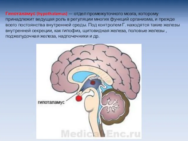 Гипоталамус (hypothalamus) — отдел промежуточного мозга, которому принадлежит ведущая роль